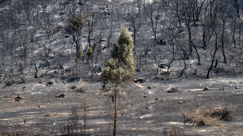 Feu de forêt Feu de forêt