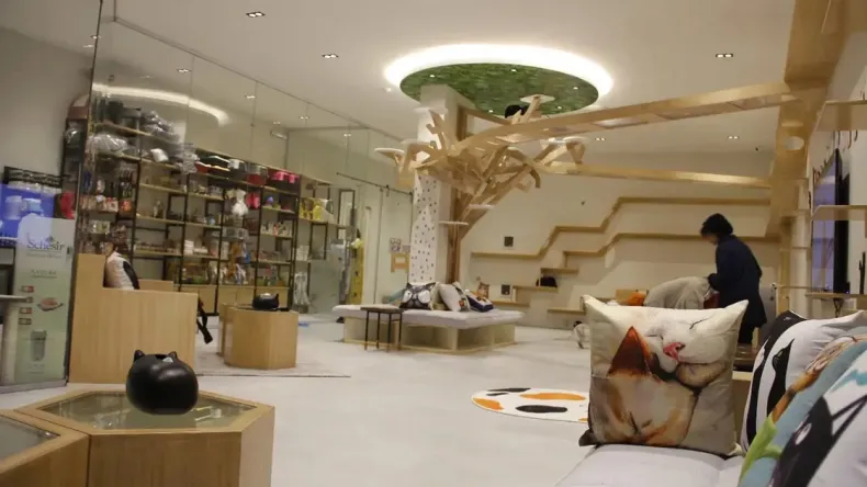 hôtel 5 étoiles des chats hôtel 5 étoiles des chats