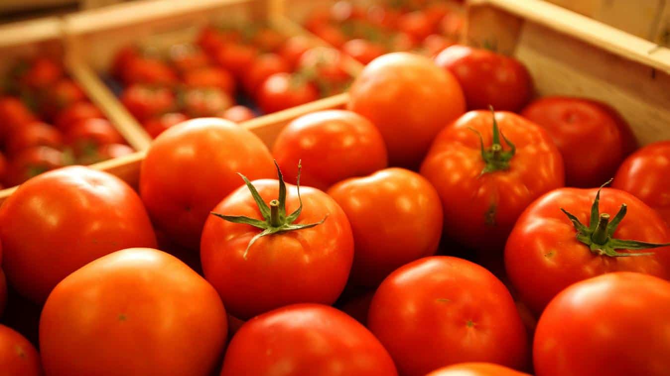 Skikda : la capitale de la tomate industrielle par excellence
