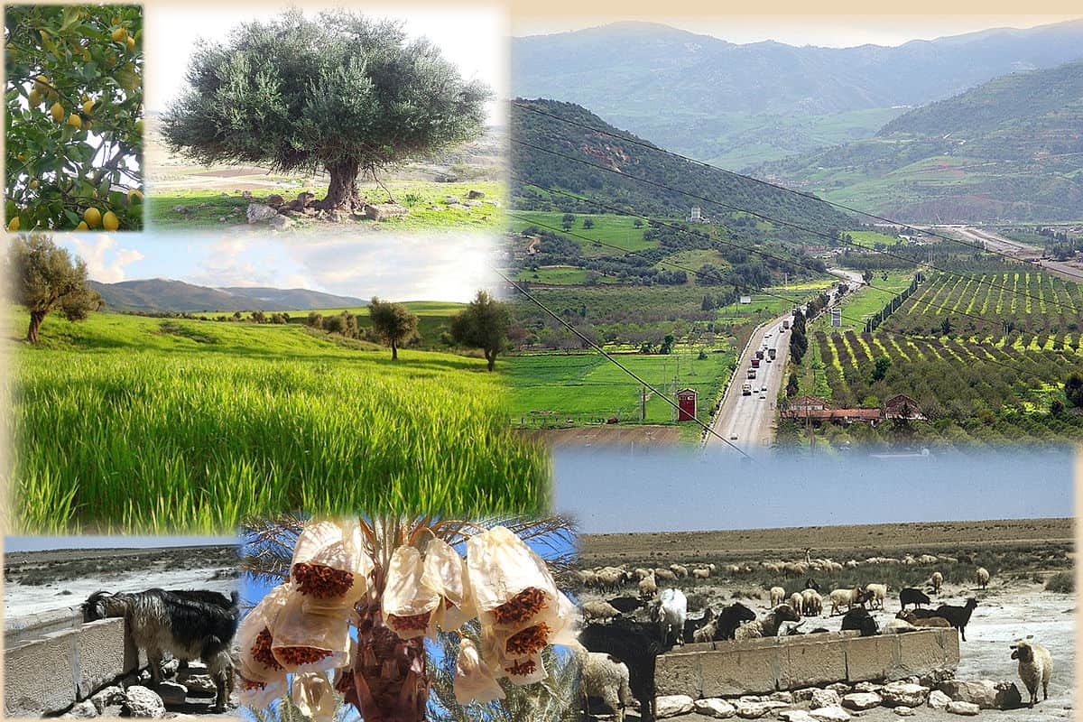 Agriculture : le ministre du secteur évoque un boom de la production dans plusieurs filières