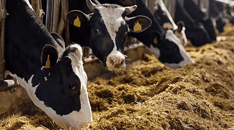 Alimentation de bétail: le ministère de l&rsquo;Agriculture met en garde contre l&rsquo;utilisation du blé dur et tendre