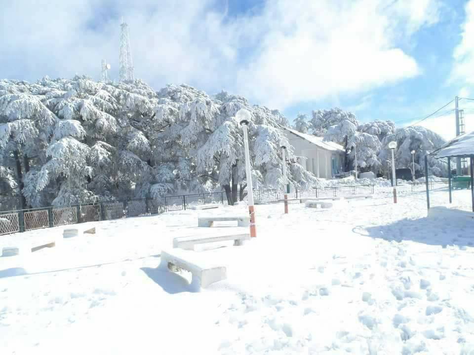 cheraa parc de Chréa