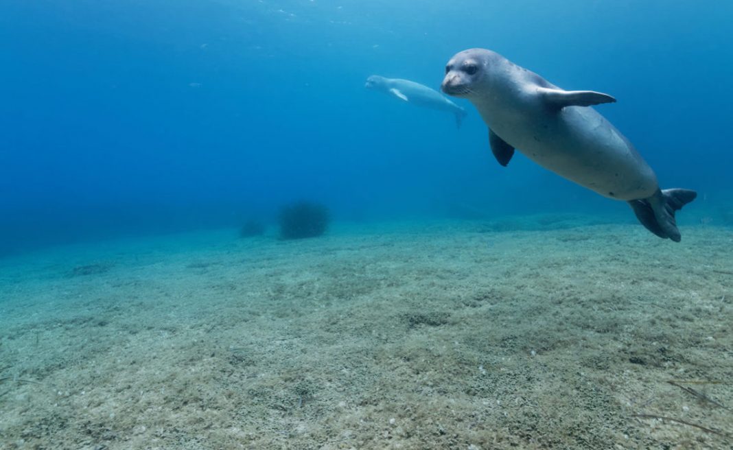 Algérie L'Émouvante Sauvetage d'un Phoque Moine en Danger sur une Plage de Jijel Algérie: L'Émouvante Sauvetage d'un Phoque Moine de Méditerranée en Danger sur une Plage de Jijel