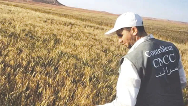 Révolution Agricole en Algérie Le Blé Résistant à la Sécheresse Redéfinit la Souveraineté Alimentair Révolution Agricole en Algérie : Le Blé Résistant à la Sécheresse Redéfinit la Souveraineté Alimentaire