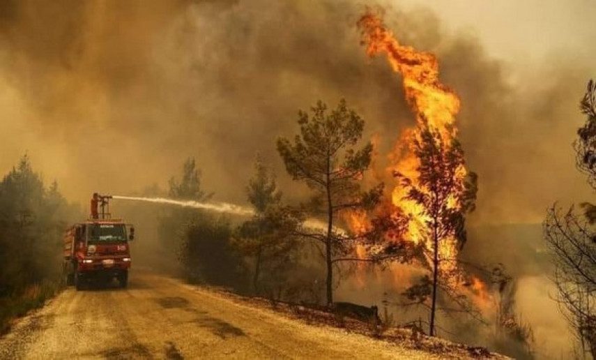 El Tarf La Régénération des Forêts Dévastées par les Incendies, un Élan d'Espoir El Tarf : La Régénération des Forêts Dévastées par les Incendies, un Élan d'Espoir