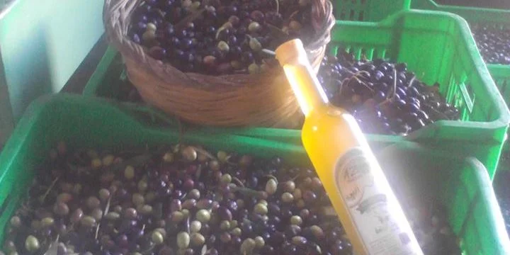 La Filière de l'Huile d'Olive en Algérie Défis et Perspectives dans un Monde en Mutation La Filière de l'Huile d'Olive en Algérie : Défis et Perspectives dans un Monde en Mutation