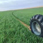 Révolution Sucrée en Algérie : Les Betteraves à Sucre, Un Essai Prometteur pour l'Indépendance Alimentaire