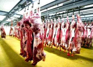 L’Algérie à la recherche de viande rouge : l’élevage en crise face à la sécheresse et au manque de fourrages L’Algérie à la recherche de viande rouge : l’élevage en crise face à la sécheresse et au manque de fourrages