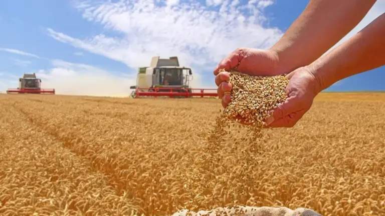 L’Algérie claque la porte au blé français : la France face à un fiasco géo-économique sans précédent