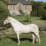 Mabrouk, le cheval offert par Bouteflika à Chirac, meurt à 31 ans : un symbole de l’amitié franco-algérienne s’éteint