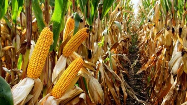 Maïs grain en Algérie révolution agricole ou pari risqué pour l’autosuffisance Maïs grain en Algérie : révolution agricole ou pari risqué pour l’autosuffisance ?