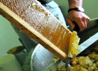 Marché du miel en Algérie : une croissance spectaculaire malgré les défis Marché du miel en Algérie : une croissance spectaculaire malgré les défis