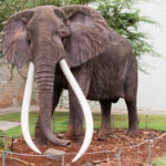 Ahmed l'Éléphant : le symbole d'une coexistence fragile entre humains et nature en Côte d'Ivoire
