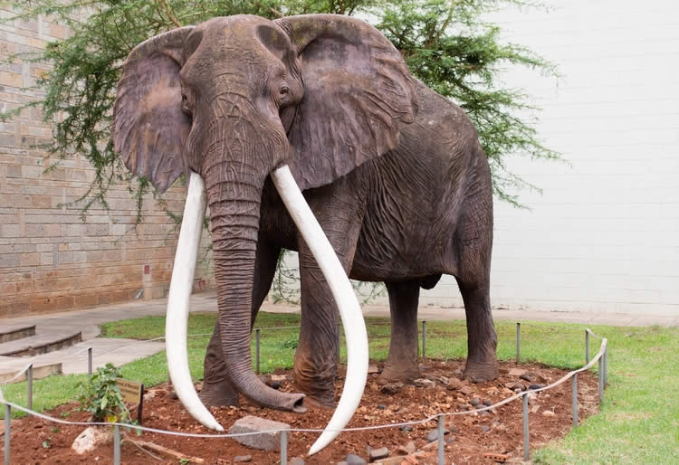 l'Éléphant Ahmed La Coexistence Tumultueuse entre Nature et Humanité en Côte d'Ivoire Ahmed l'Éléphant : le symbole d'une coexistence fragile entre humains et nature en Côte d'Ivoire