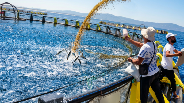 Cages flottantes d'élevage de pagres dans la baie de Béjaïa, Algérie, printemps 2026