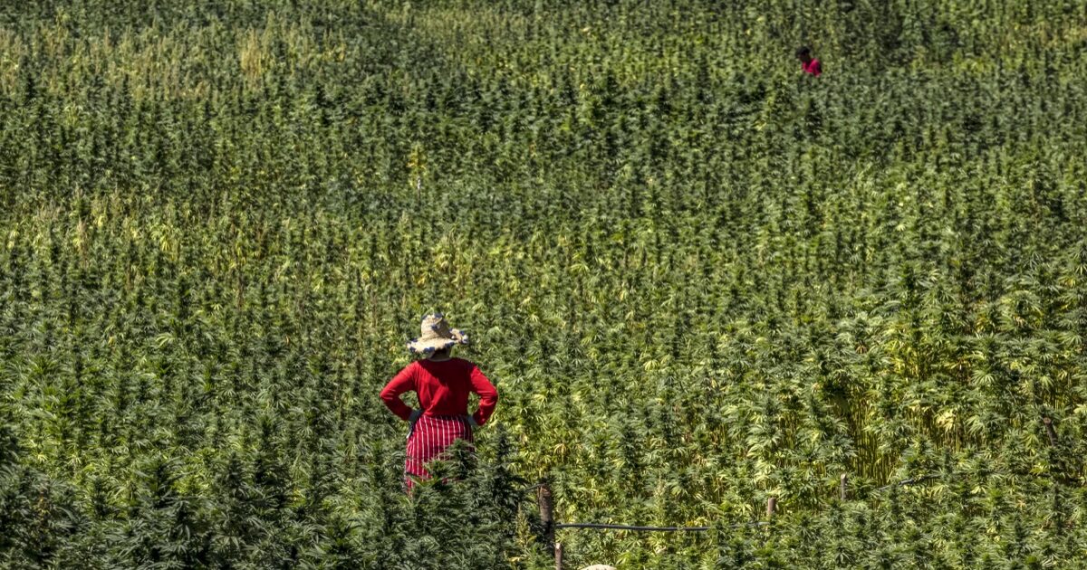 Agriculteur marocain dans une parcelle de cannabis licite du Rif, province de Chefchaouen, saison 2025 — coopérative agréée ANRAC