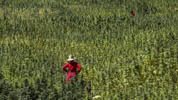 Agriculteur marocain dans une parcelle de cannabis licite du Rif, province de Chefchaouen, saison 2025 — coopérative agréée ANRAC