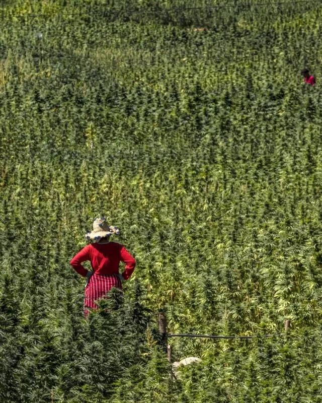 Le Maroc transforme ses champs de cannabis illicite en industrie exportatrice réglementée — mais le trafic résiste