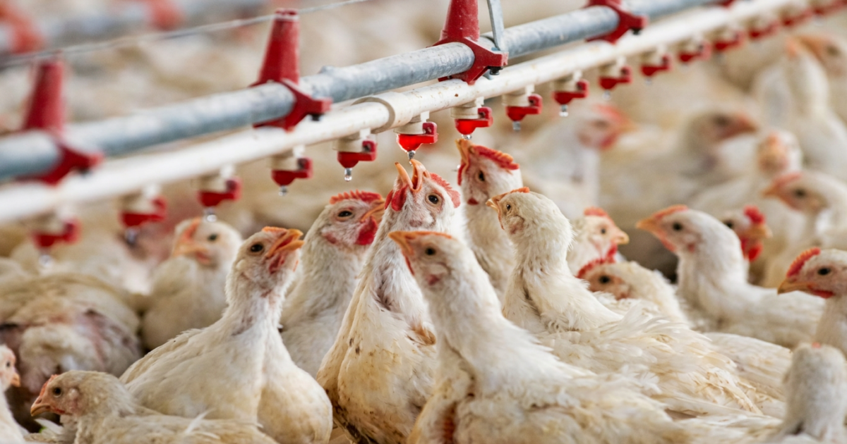 Marché de gros de volailles vivantes en Algérie, avril 2026 — affichage à 255 dinars le kilogramme après la baisse post-Ramadhan