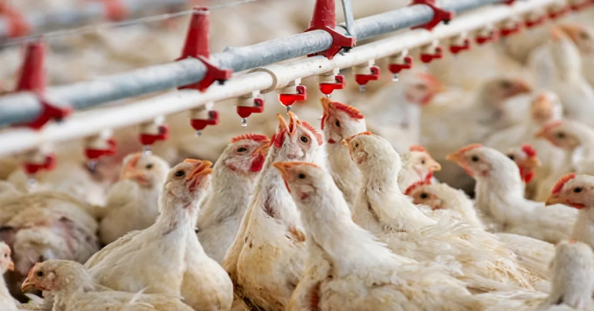 Marché de gros de volailles vivantes en Algérie, avril 2026 — affichage à 255 dinars le kilogramme après la baisse post-Ramadhan