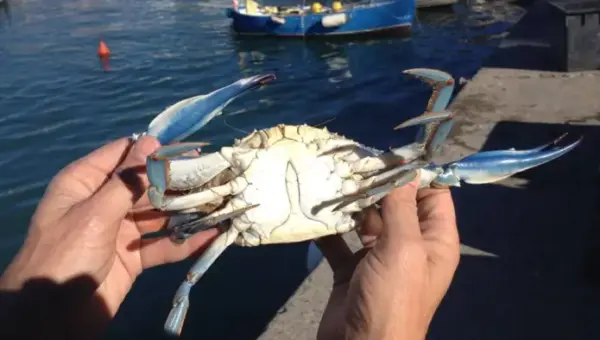Surveillance du crabe bleu sur la côte algérienne.. En savoir plus sur ses dangers
