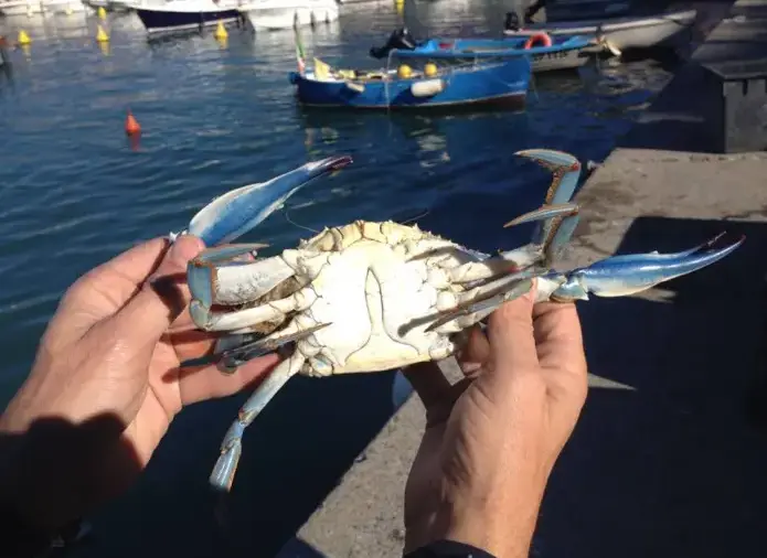 crabe bleu