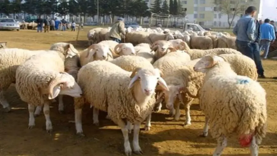 Aïd Al-Adha