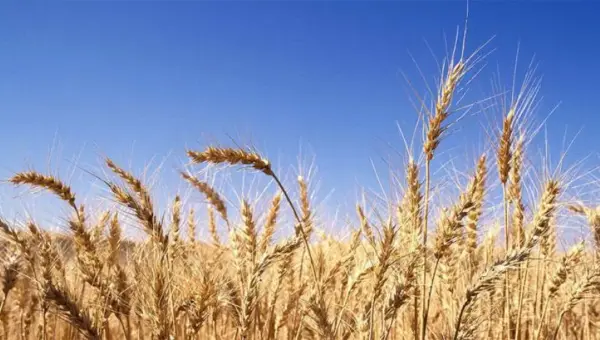 L’Algérie s’apprête à acquérir une nouvelle cargaison de blé