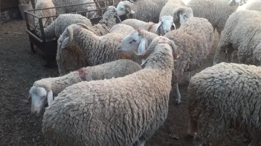 mouton