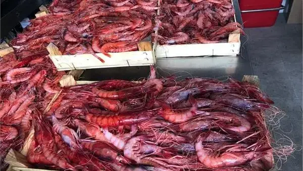 Un accord algéro-américain pour produire 5 millions de tonnes de crevettes