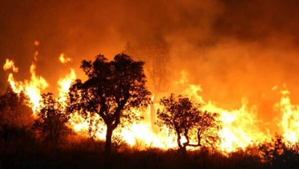 Dernier bilan des incendies: on déplore jusqu’à présent 37 morts et des milliers d’hectares brulés