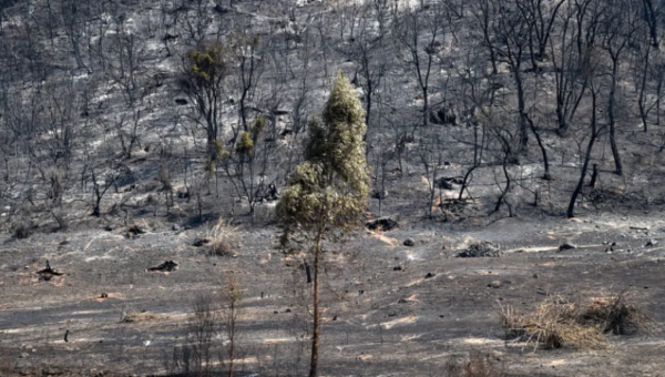 Feu de forêt: Le ministère de l&rsquo;Agriculture lève le niveau de vigilance et de prudence