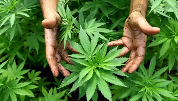 Rapport de l&rsquo;ONU : le Maroc est le plus grand producteur et exportateur de cannabis