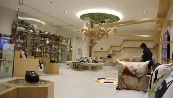 L&rsquo;Arabie Saoudite ouvre un hôtel 5 étoiles pour s&rsquo;occuper des chats