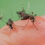 moustique tigre