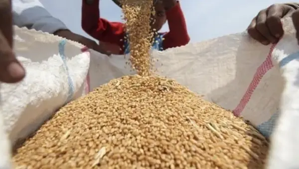Le ministère de l&rsquo;Agriculture appelle les producteurs de céréales à livrer leurs récoltes avant cette date