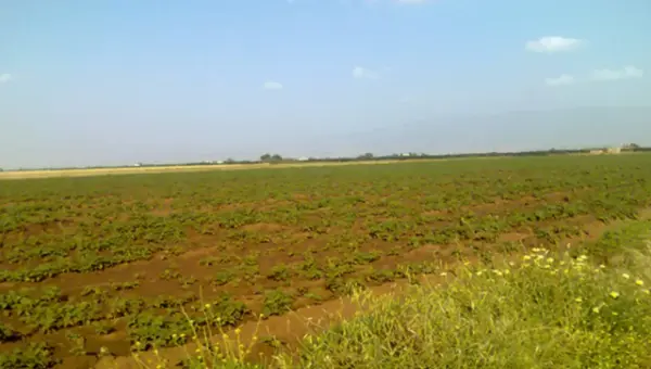 Vaste opération d&rsquo;épuration des propriétés agricoles: La récupération de 17 000 hectares auprès de faux investisseurs à Naama