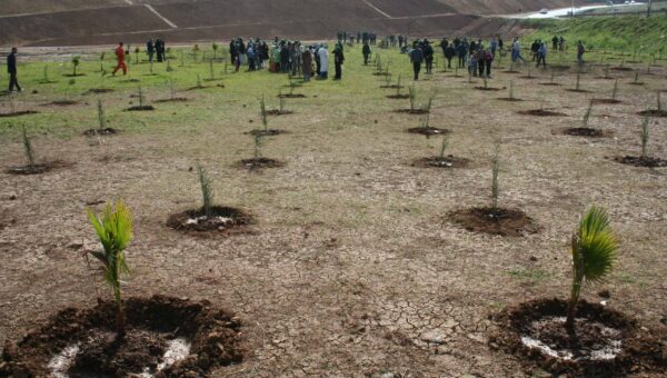 Boisement et reboisement: lancement d’une campagne de plantation de 60 millions d’arbres