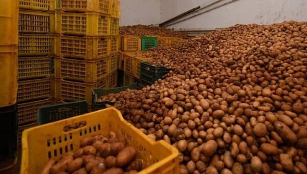 Stabilisation des prix de la pomme de terre : l’État introduit sur le marché100 000 quintaux au prix de 60 DA le kg