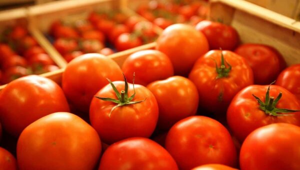 Skikda : la capitale de la tomate industrielle par excellence