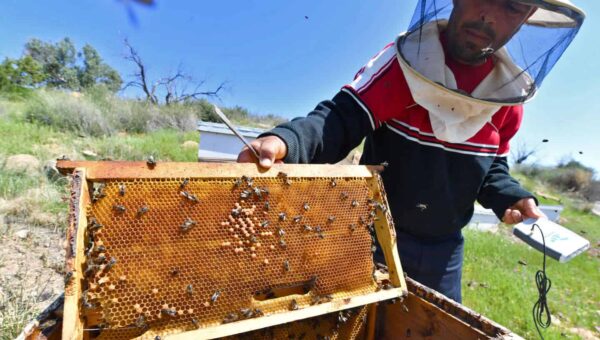 Apiculture : les changements climatiques à l’origine d’une baisse de la production de miel en Algérie