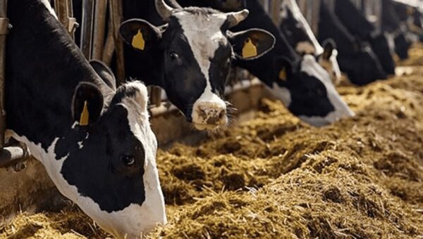 Alimentation de bétail: le ministère de l’Agriculture met en garde contre l’utilisation du blé dur et tendre