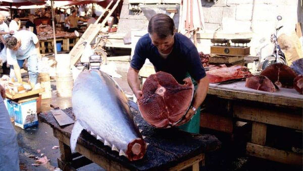 Pêche du thon rouge : augmentation du quota de l’Algérie l’année prochaine