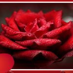 fête de la Saint-Valentin