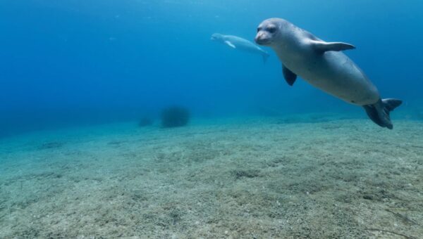 Algérie: L’Émouvante Sauvetage d’un Phoque Moine de Méditerranée en Danger sur une Plage de Jijel