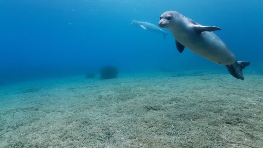 Algérie: L’Émouvante Sauvetage d’un Phoque Moine de Méditerranée en Danger sur une Plage de Jijel