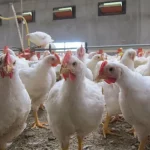 L'Algérie lance deux appels d'offres pour l'approvisionnement de 90 000 tonnes d'aliments pour bétail et de volaille