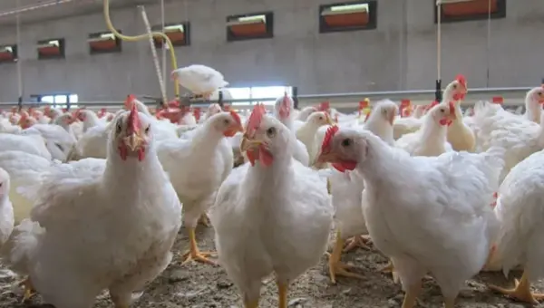 L&rsquo;Algérie lance deux appels d&rsquo;offres pour l&rsquo;approvisionnement de 90 000 tonnes d&rsquo;aliments pour bétail et de volaille