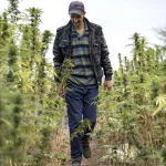 Le Maroc exporte sa première récolte légale de cannabis indien