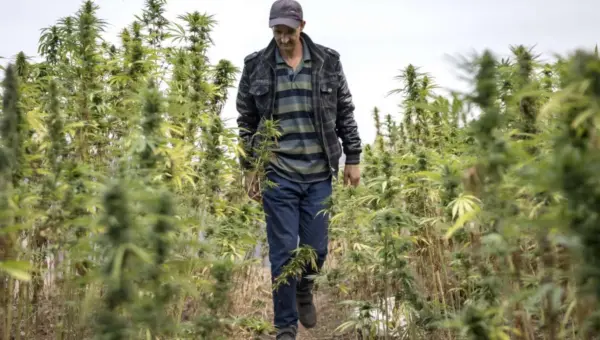 Le Maroc exporte sa première récolte légale de cannabis indien